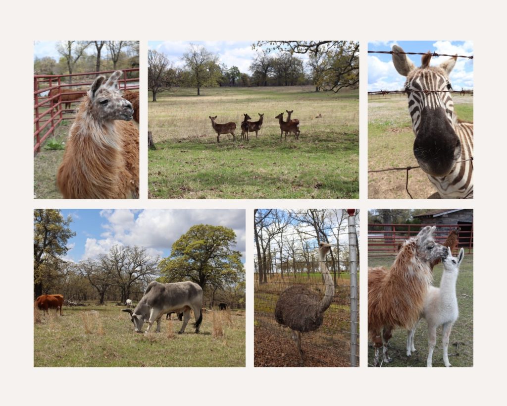 Woolaroc Wildlife Refuge In Oklahoma