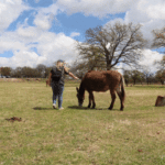 Woolaroc wildlife refuge zoo oklahoma